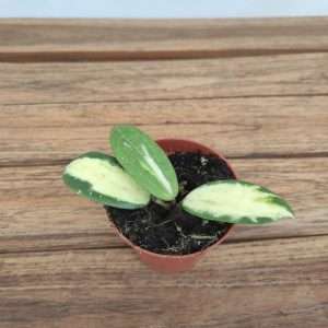Hoya Acuta Inner Variegata - V8