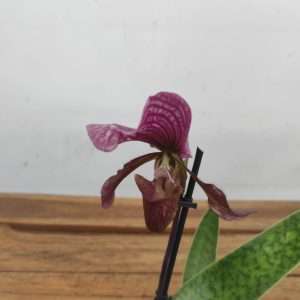Paphiopedilum - V.9