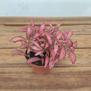 Fittonia - V.8