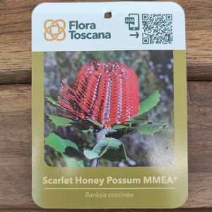 Banksia Scarlet Honey Possum - V.17