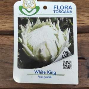 Protea White King - V.17