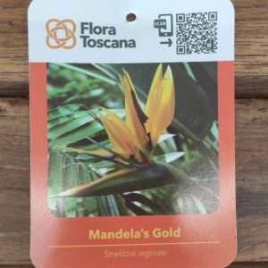 Strelitzia Mandela´S Gold - V.14