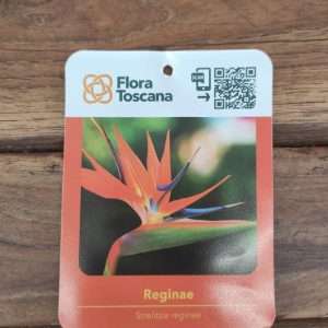 Strelitzia Reginae - V.14