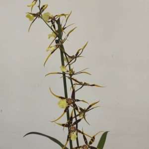 Brassia Spider - V.12