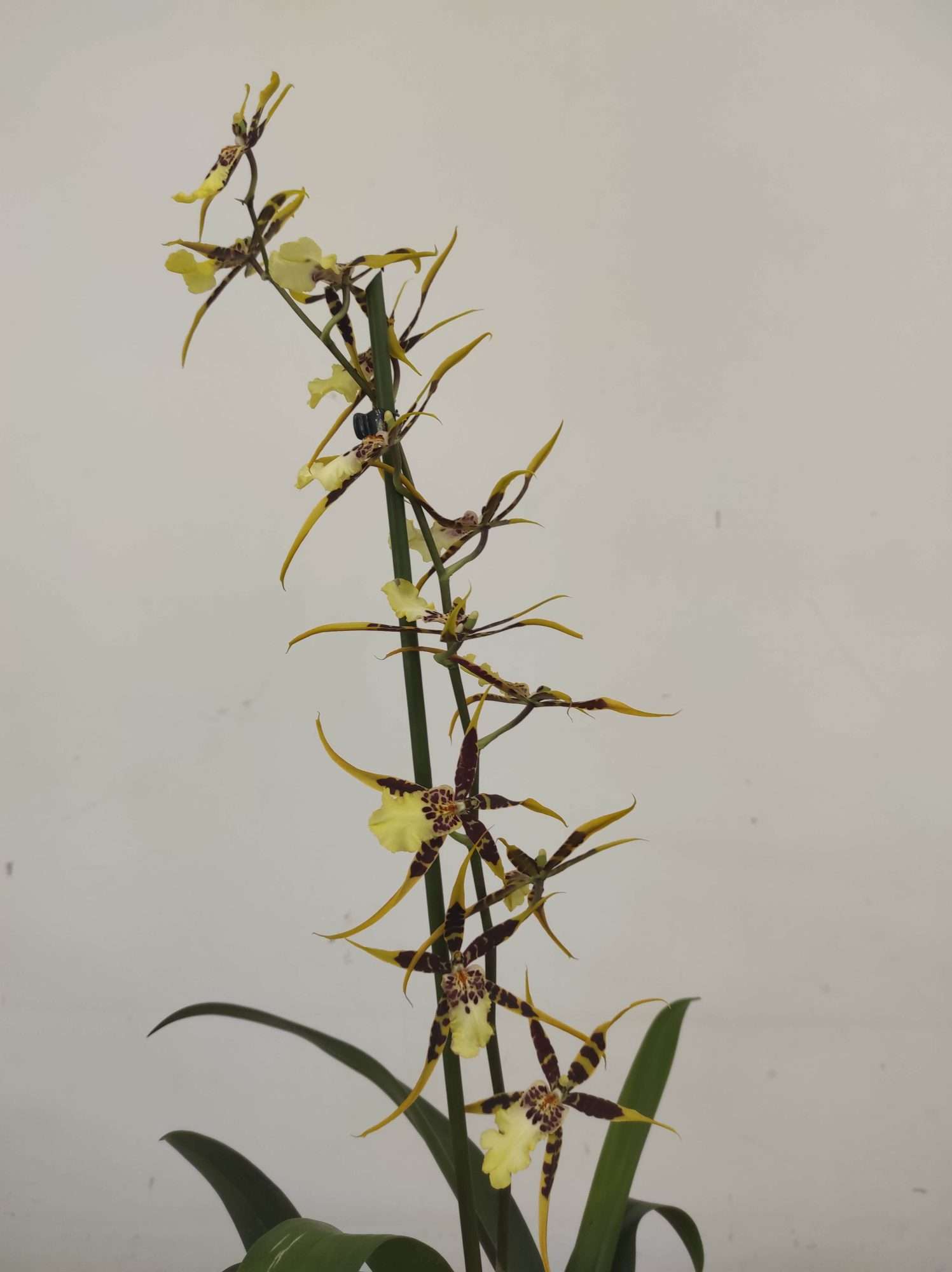 Brassia Spider - V.12