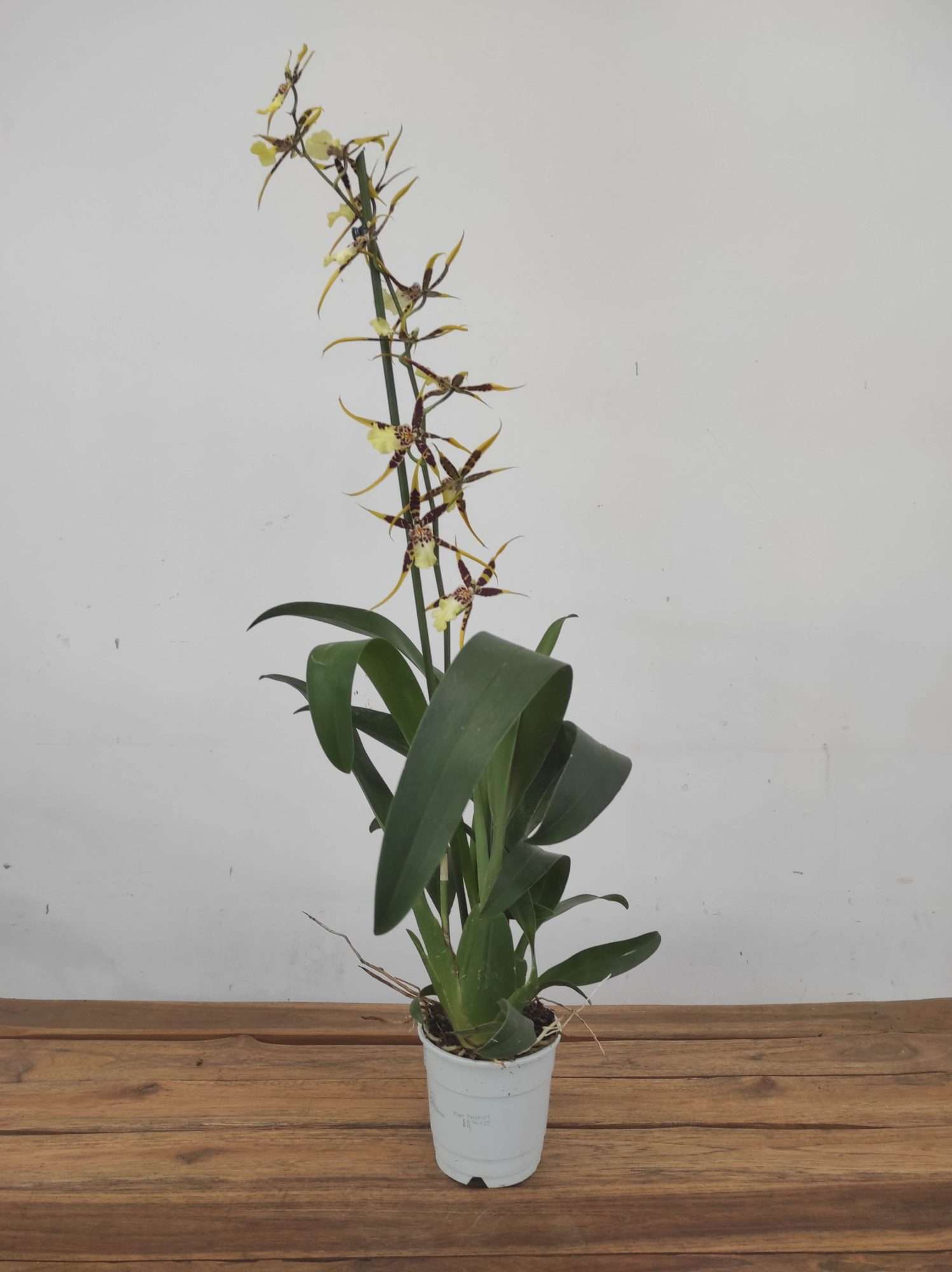 Brassia Spider - V.12 - Image 2