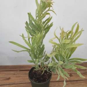 Protea Limelight - V.17
