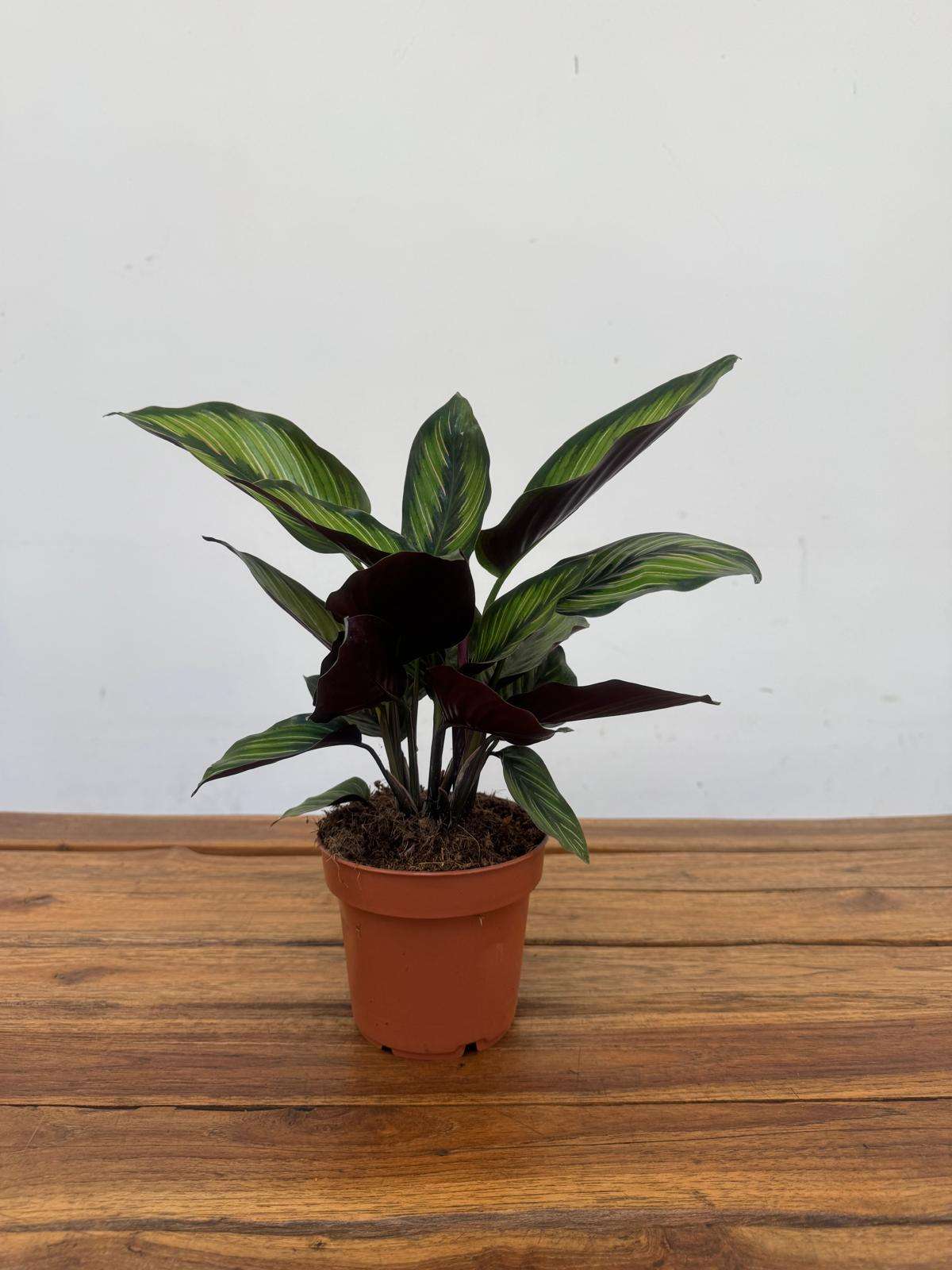 Calathea 'Beauty Star' - V.12 - Image 2