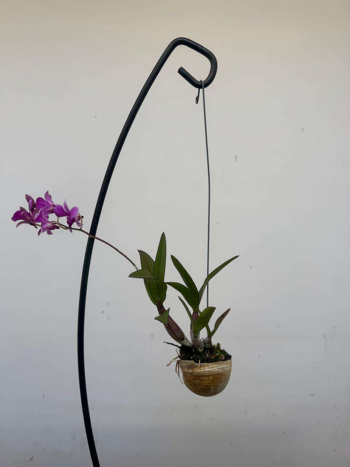 Dendrobium Compactum 'Shelly' - Image 3