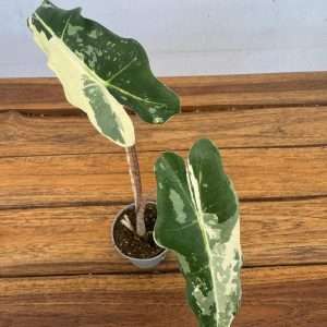 Alocasia Serian Albo Variegata - V.6