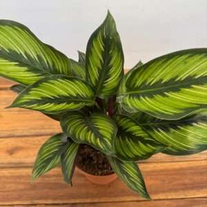Calathea 'Beauty Star' - V.12