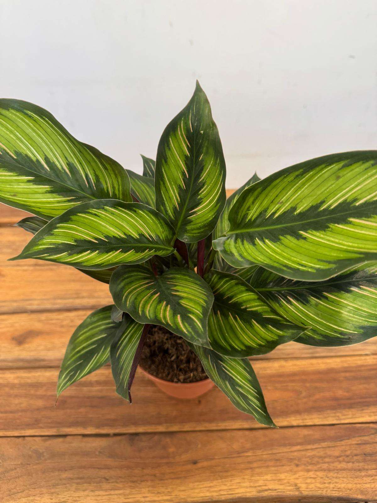 Calathea 'Beauty Star' - V.12