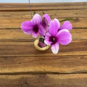 Dendrobium Compactum 'Shelly'