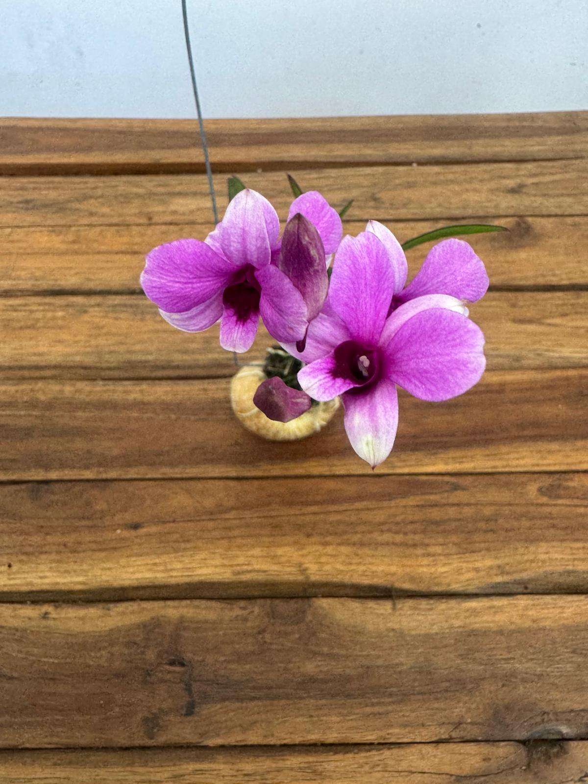 Dendrobium Compactum 'Shelly'