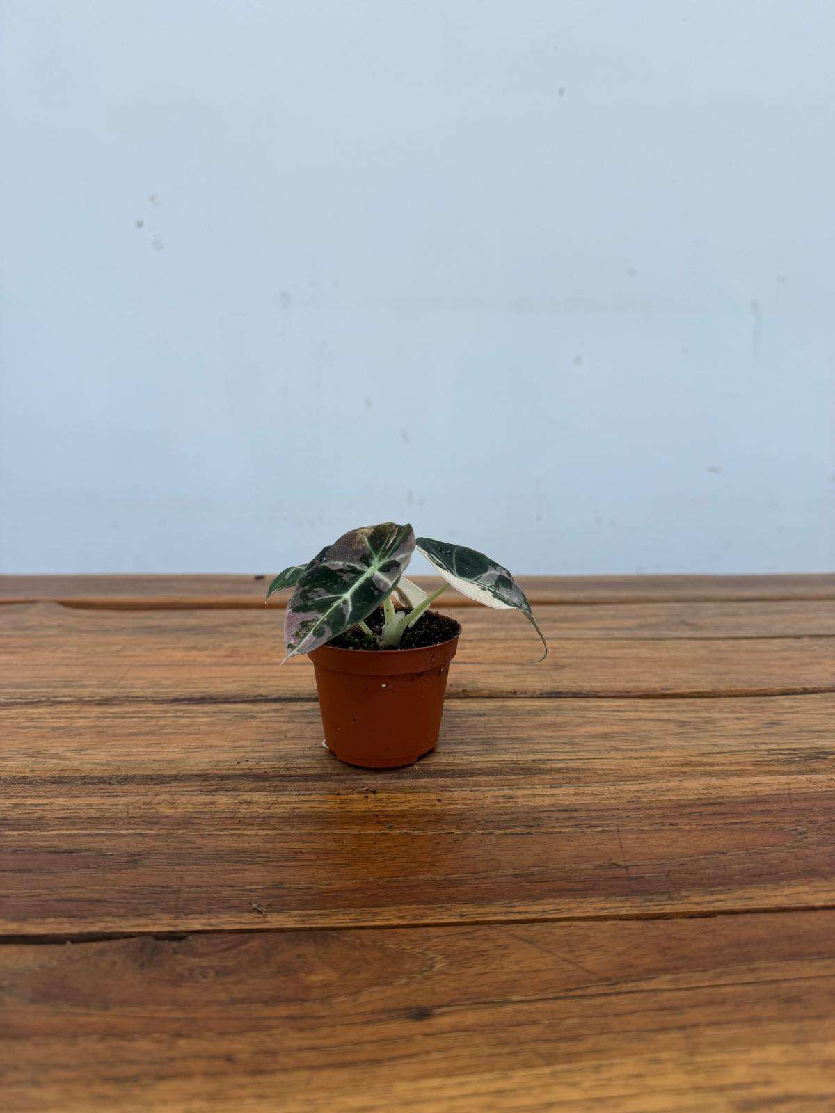 Alocasia Black Velvet Pink Variegata - V.6 - Image 2