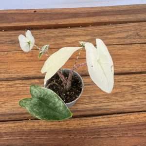 Alocasia Zebrina Albo Mint Variegata - V.6
