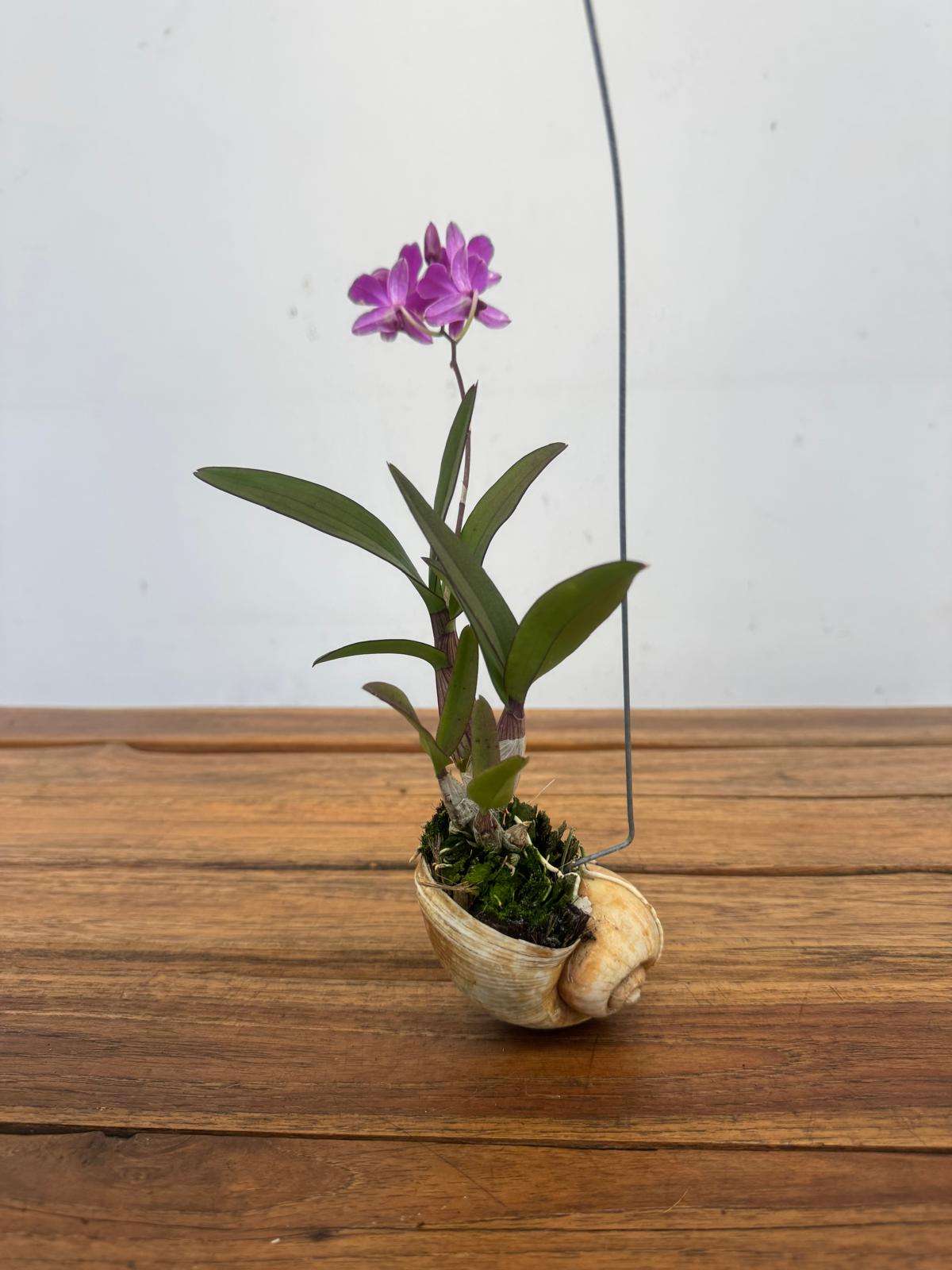 Dendrobium Compactum 'Shelly' - Image 2