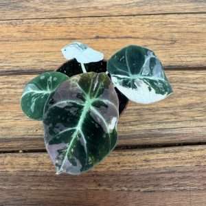 Alocasia Black Velvet Pink Variegata - V.6