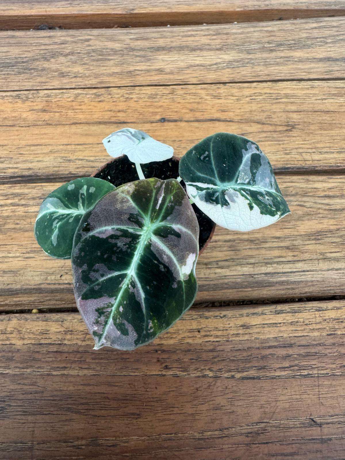 Alocasia Black Velvet Pink Variegata - V.6