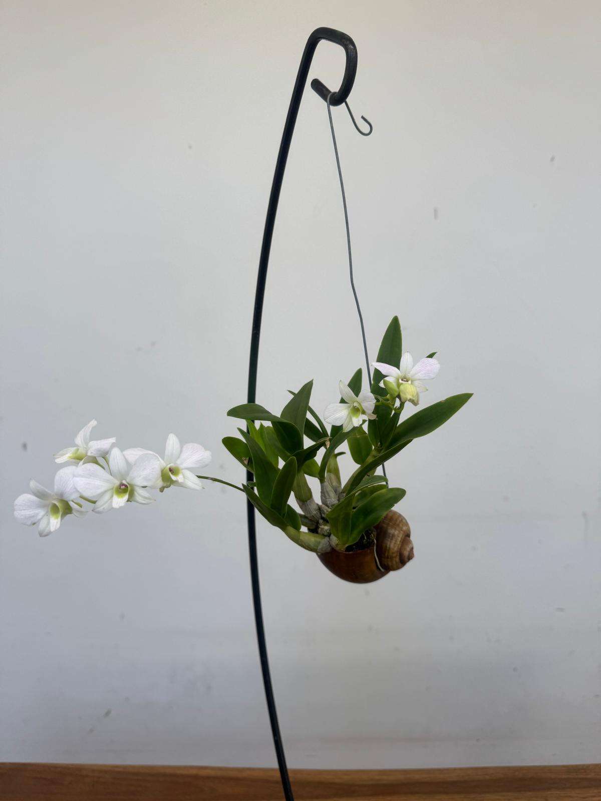 Dendrobium Compactum 'Shelly' - Image 3