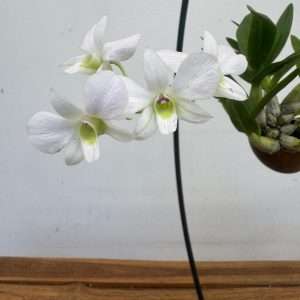Dendrobium Compactum 'Shelly'