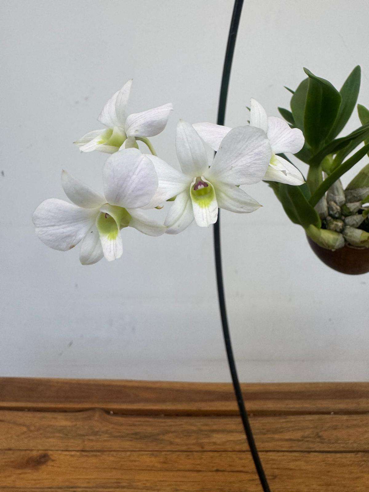 Dendrobium Compactum 'Shelly'