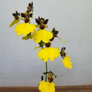 Oncidium Claudia 1 Haste - V.12