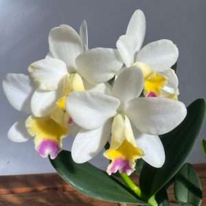 Cattleya V.12