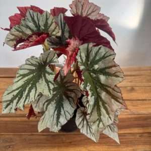 Begonia Leaf Looking Glass - V.14