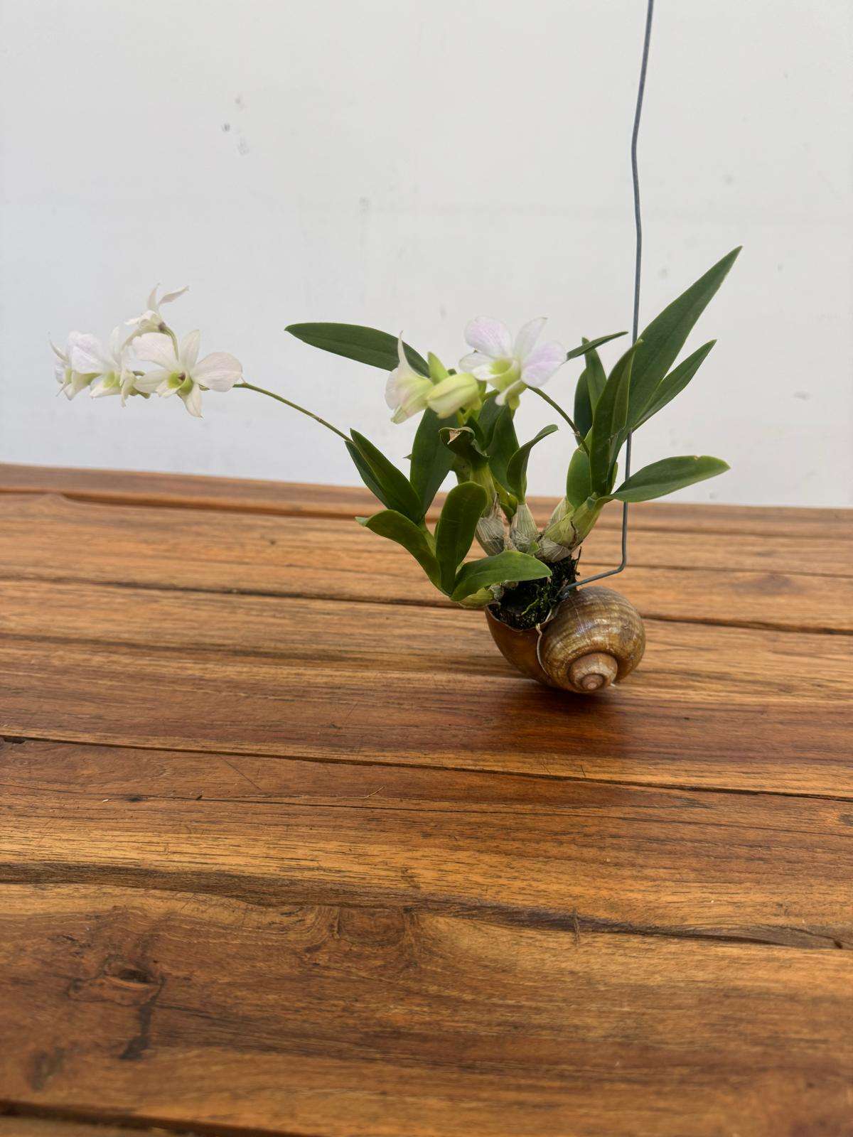 Dendrobium Compactum 'Shelly' - Image 2