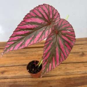 Begonia 'Brevirimosa' - V.8