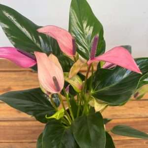Anthurium Andr. Champion - V.17