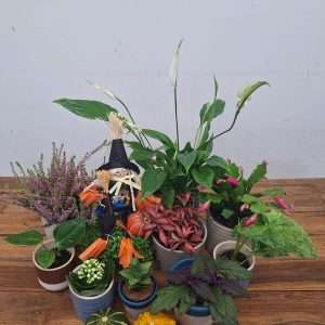 Box Cholloplantas - Outubro