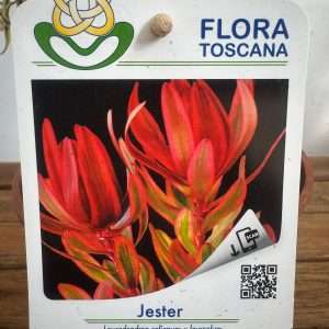 Leucadendron Jester - V.14