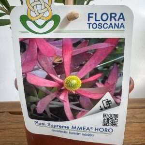 Leucadendron Plum Supreme -V.14