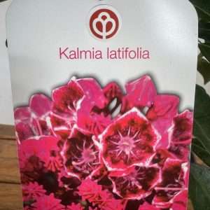 Kalmia Latifolia - V.19