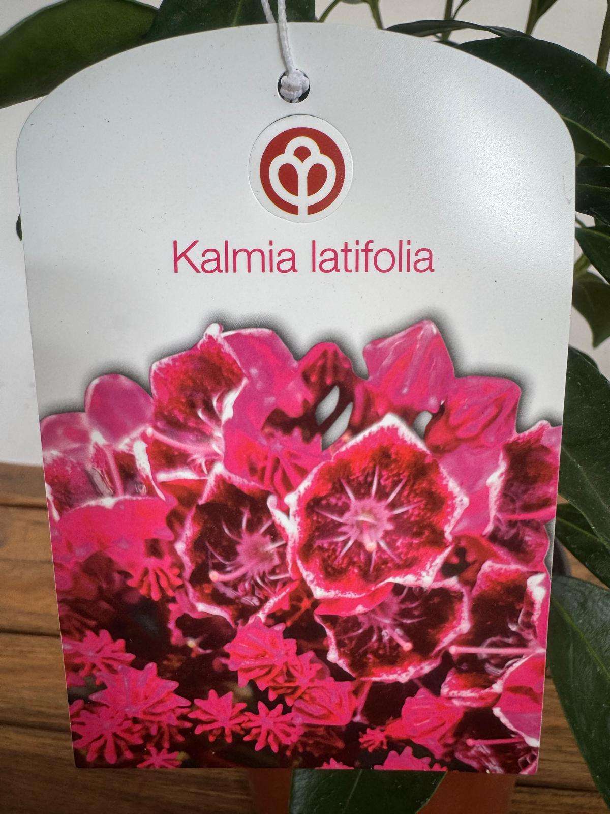 Kalmia Latifolia - V.19