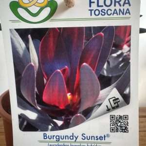 Leucadendron Burgundy Sunset - V.14