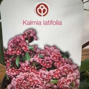 Kalmia Latifolia - V.19