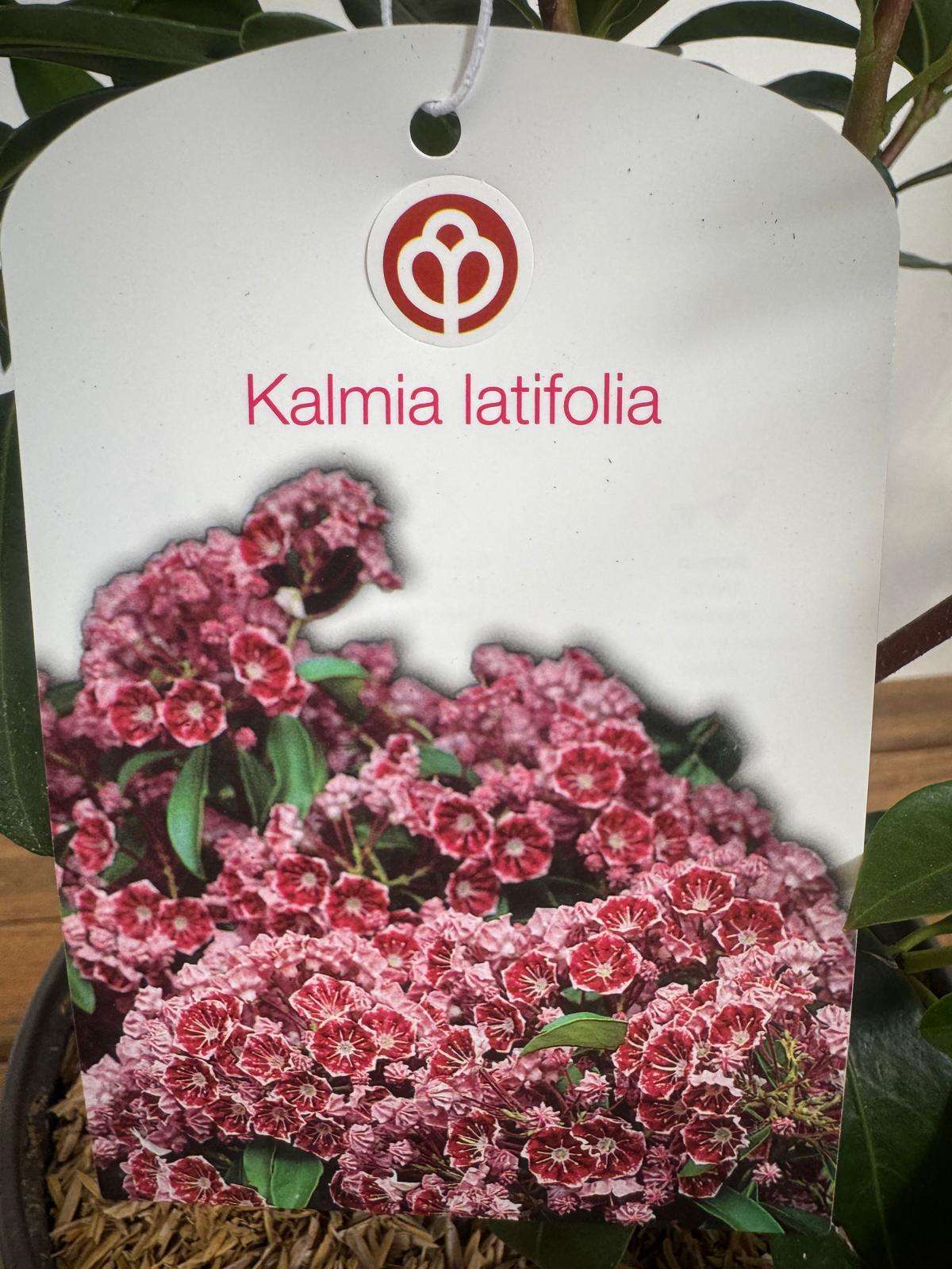 Kalmia Latifolia - V.19