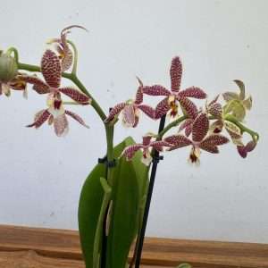 Phalaenopsis Multi Spider - V.9