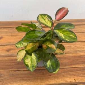 Hoya Carnosa ' Tricolor' - V.12