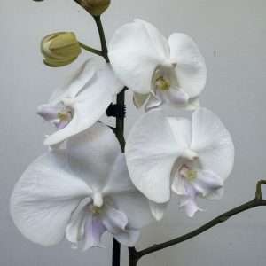 Phalaenopsis 1 Haste - V.12