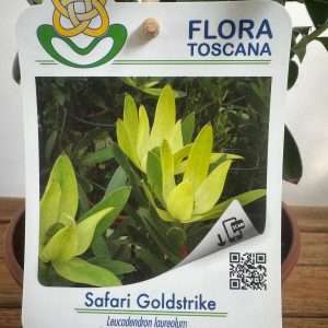 Leucadendron Safari Goldstrike - V.14