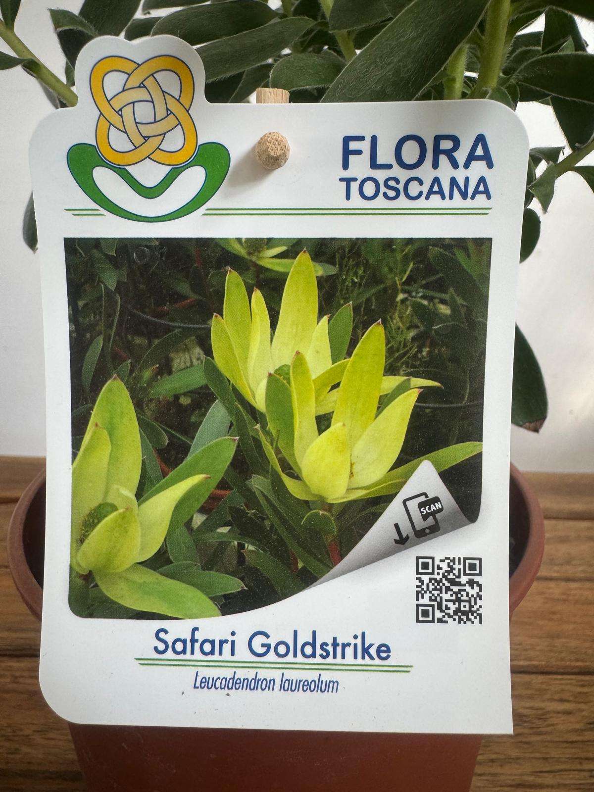 Leucadendron Safari Goldstrike - V.14