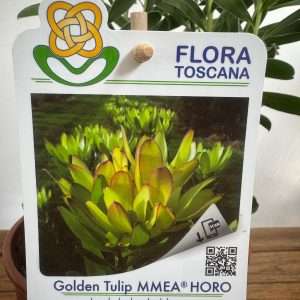 Leucadendron Golden Tulip - V.14