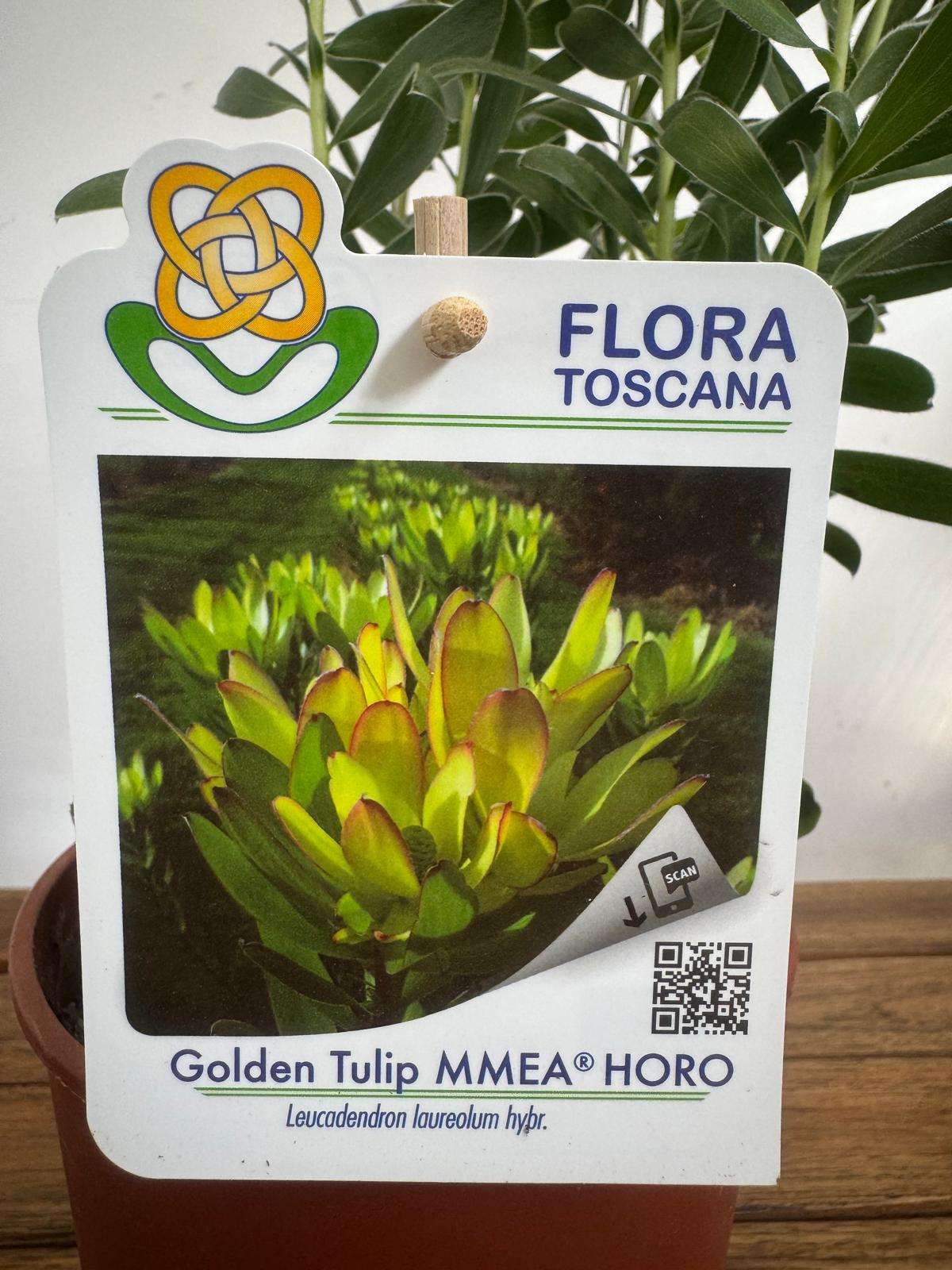 Leucadendron Golden Tulip - V.14