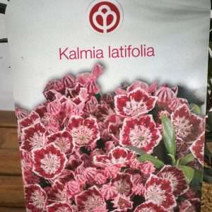 Kalmia Latifolia - V.19