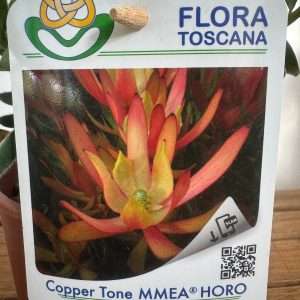 Leucadendron Copper Tone - V.14