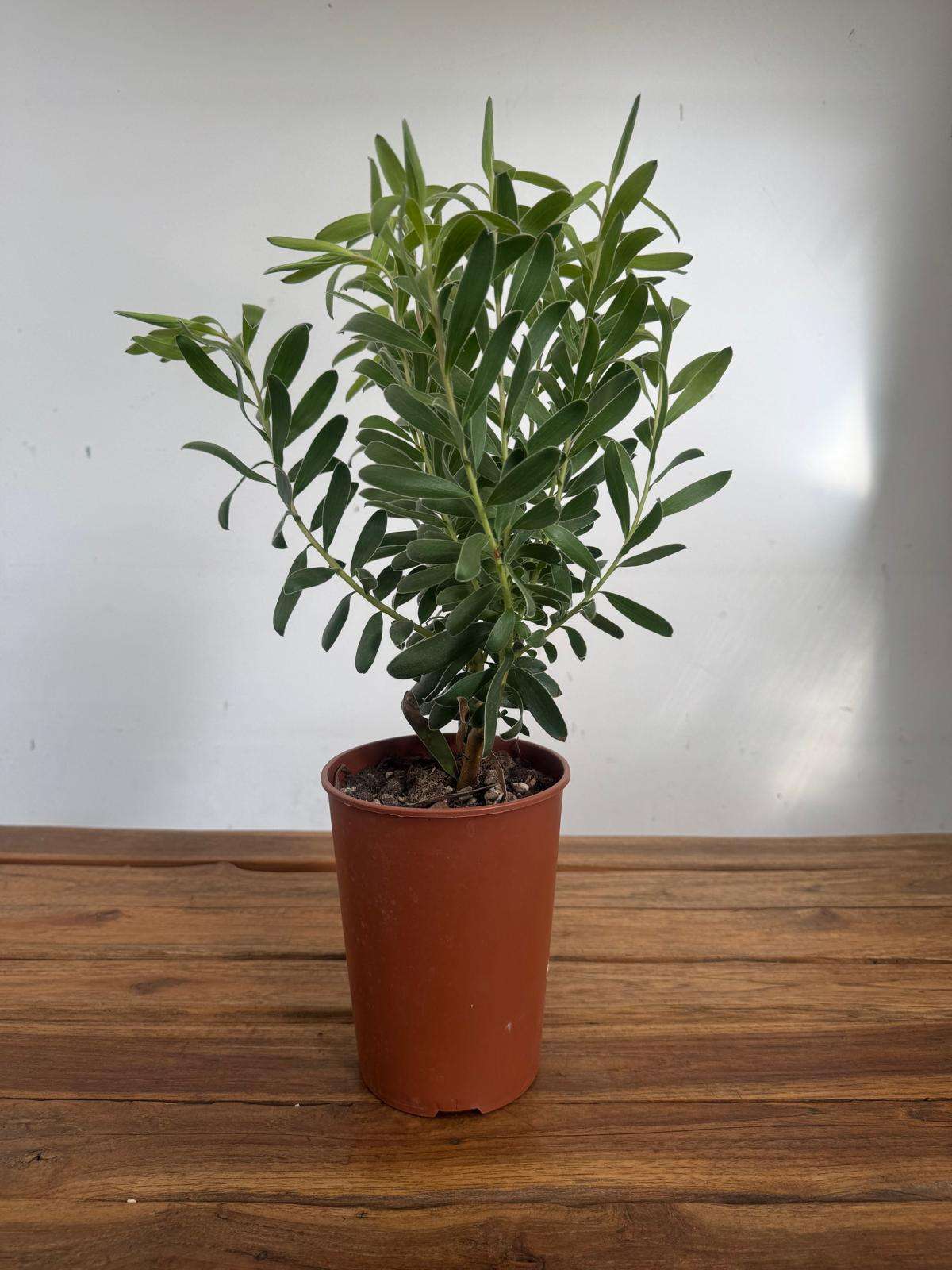 Leucadendron Safari Goldstrike - V.14 - Image 2